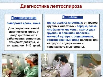 Лептоспироз диагностика