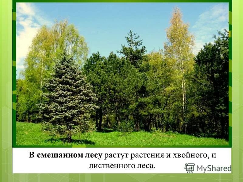 Смешанный лес. Лиственные и хвойные растения. Леса России для дошкольников.
