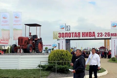 Золотая нива