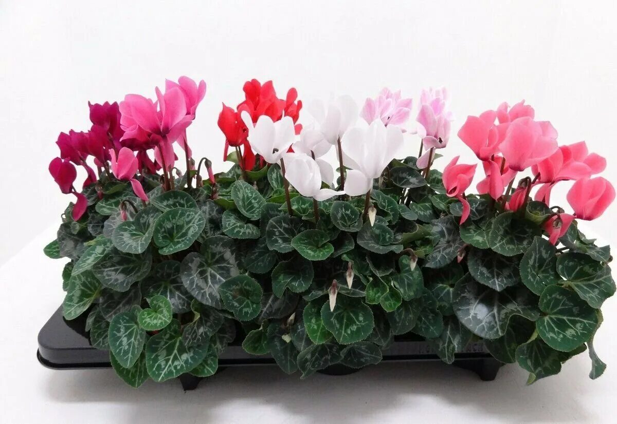 Цикламен в горшке. Цикламен горшечный. Цикламен уход условия. Цикламен патио. Цикламен ампельный.