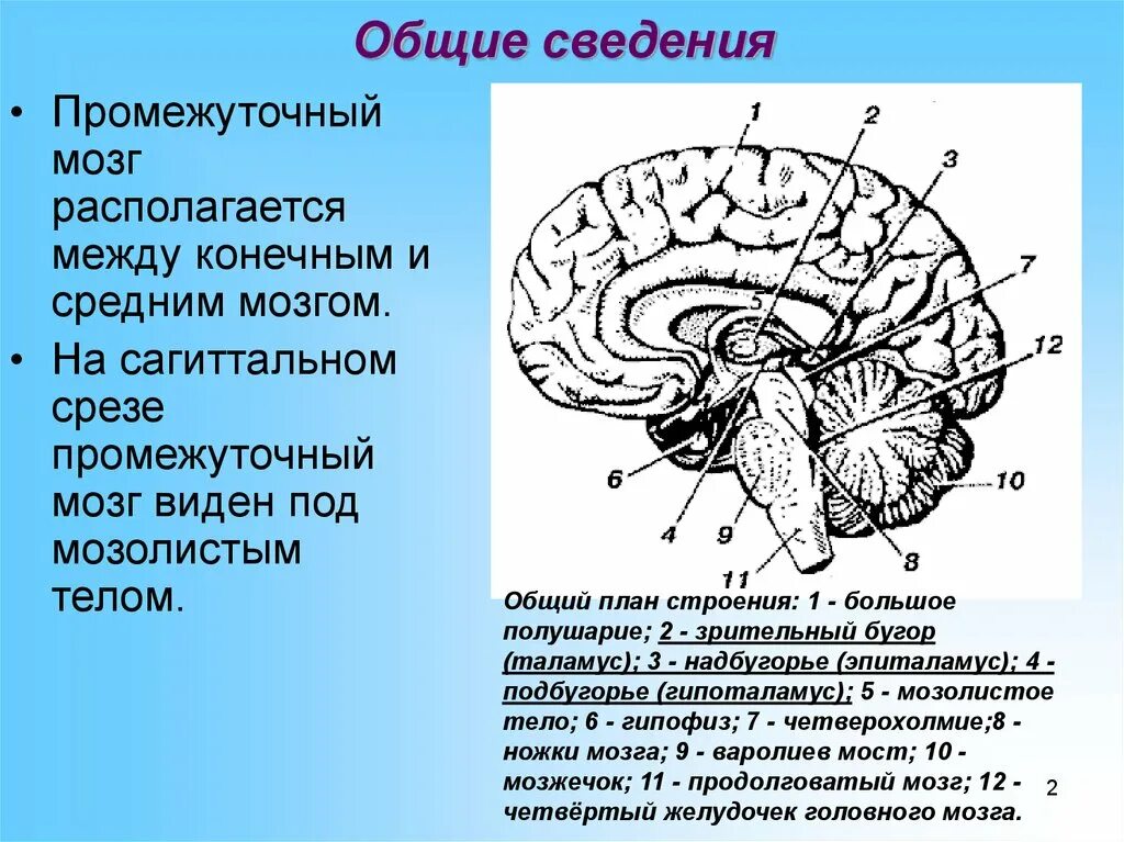 Промежуточный строение и функции. Отделы промежуточного мозга 3. Общий план строения промежуточного мозга. Промежуточный мозг вид сбоку. Промежуточный мозг строение.