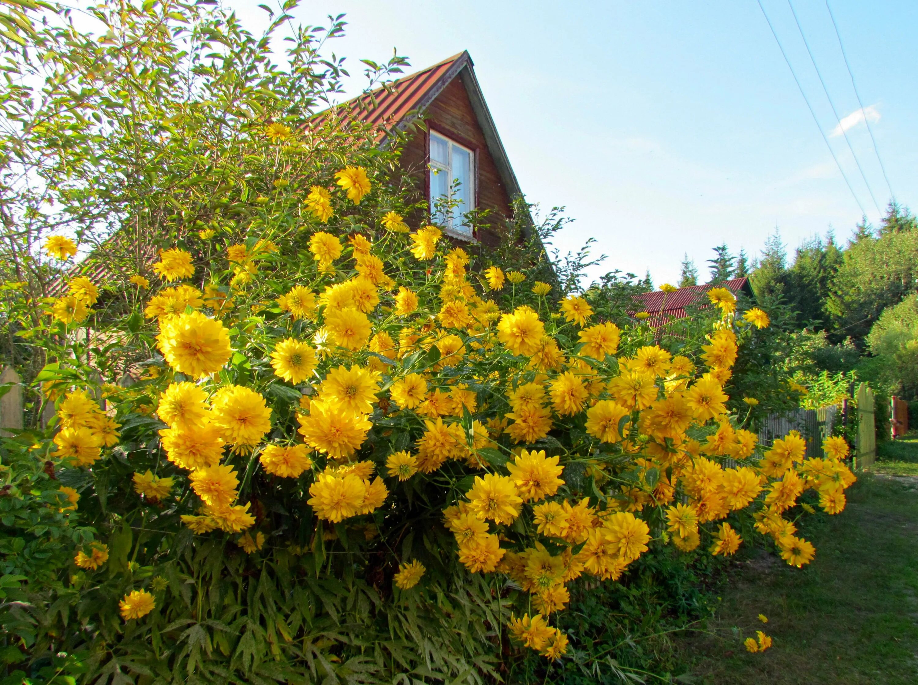 Рудбекия золотой шар. Вербейник точечный (lysimachia punctata). Маргаритка полевая желтая. Рудбекия голдквелле. Энотера миссурийская.