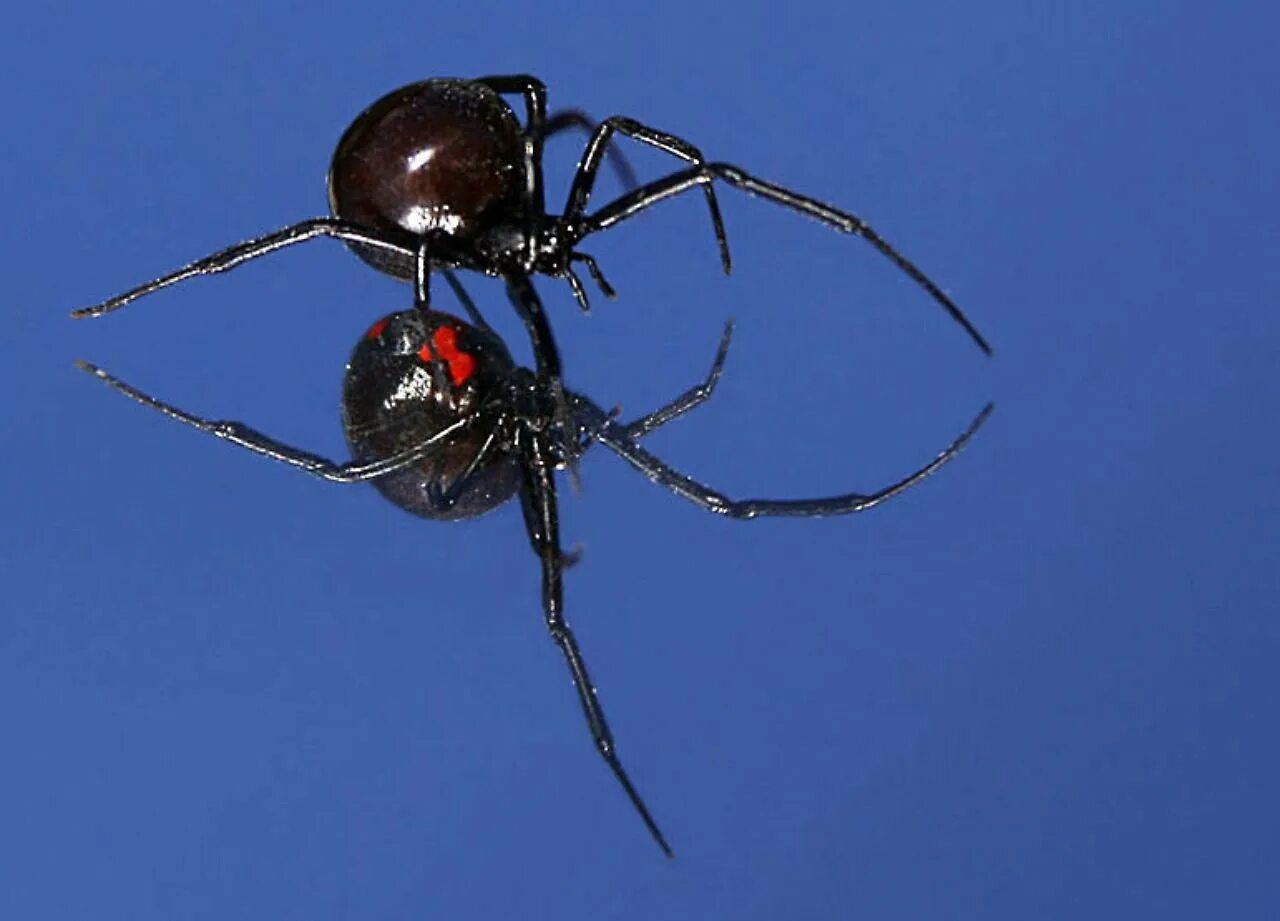 Черный паук хорошо. Каракурт паук. Черная вдова паук. Latrodectus mactans чёрная вдова. Каракурт черная вдова.