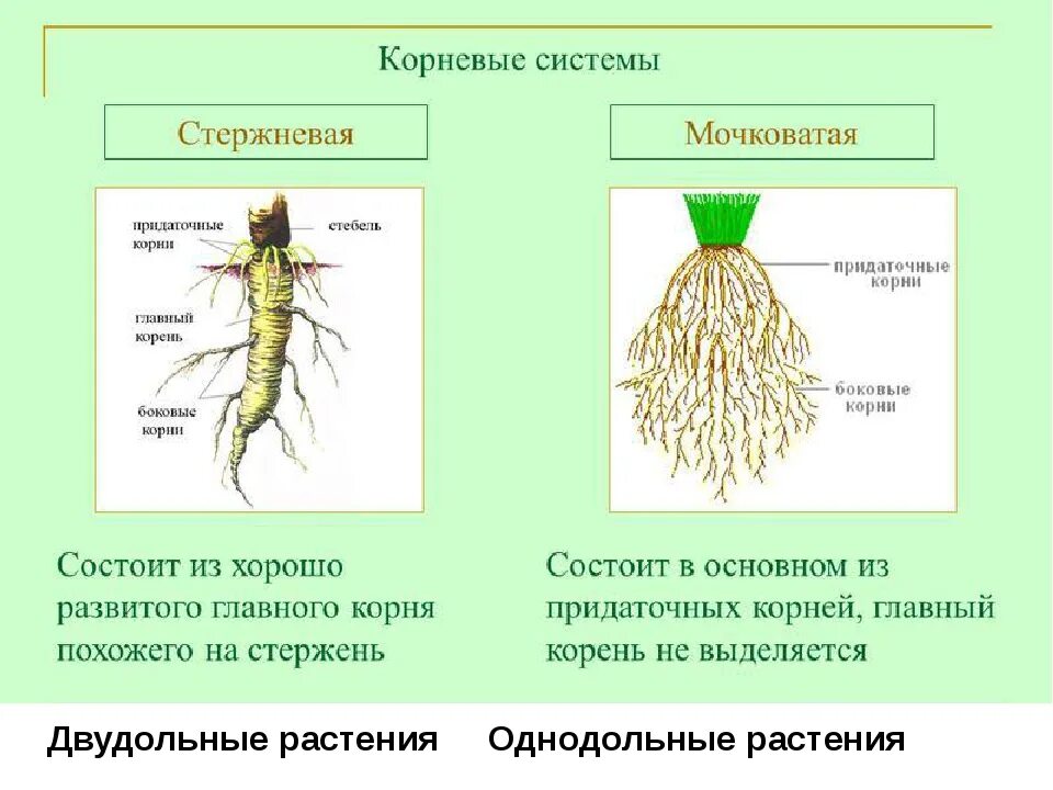 Схема стержневой корневой системы 6 класс. Мочковатая корневая система пшеницы. Мочковатая корневая система боковые корни.