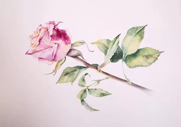 Рисунок в технике акварель. Рисунок в технике акварель. Акварель 412. Капуста рисунок акварелью. М видео акварель.