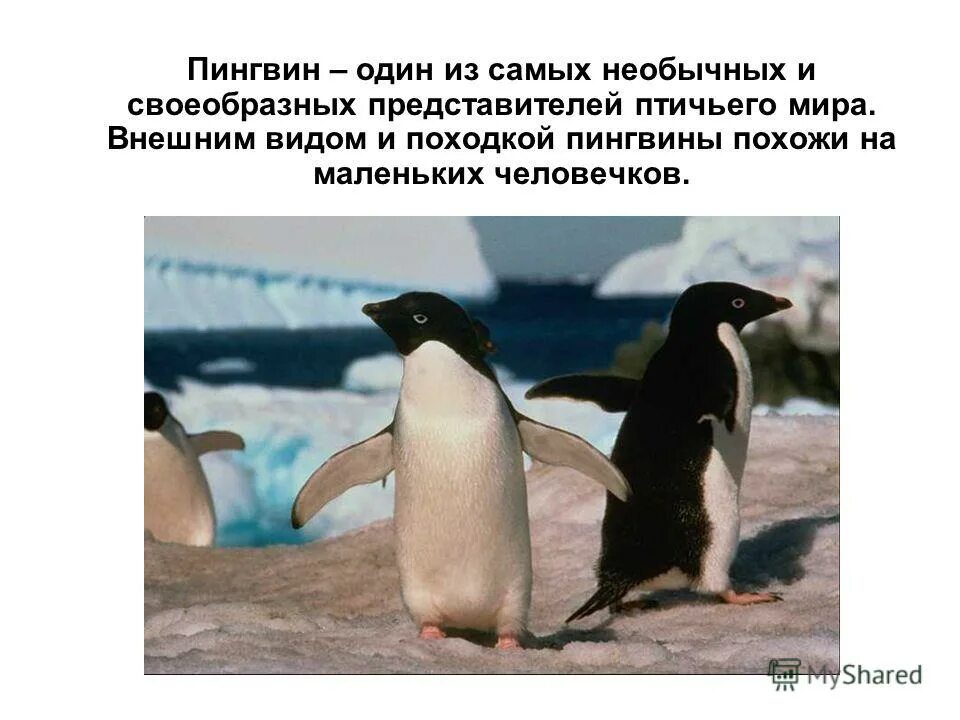 Дженту пингвин. Походка пингвина. Пингвин бежит. Оля пингвин. Пингвин символизирует.