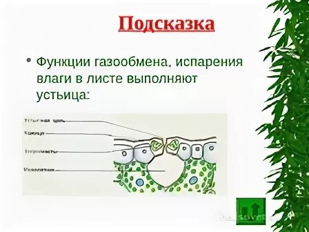 Функции листа газообмен испарение. Функции листа газообмен испарение