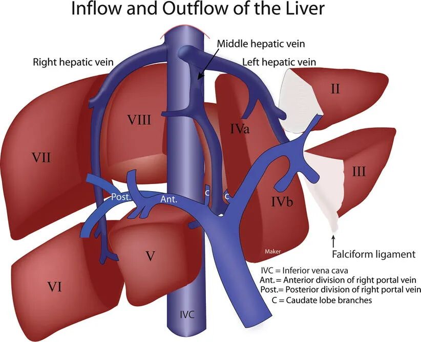 Воротная Вена печени анатомия. Портальная Вена печени. Воротная Вена сегменты печени Вена. Внутрипеченочные ветви воротной вены. Какая вена в печени