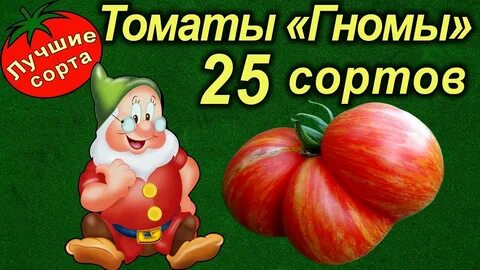 Низкорослые сорта томатов гномов