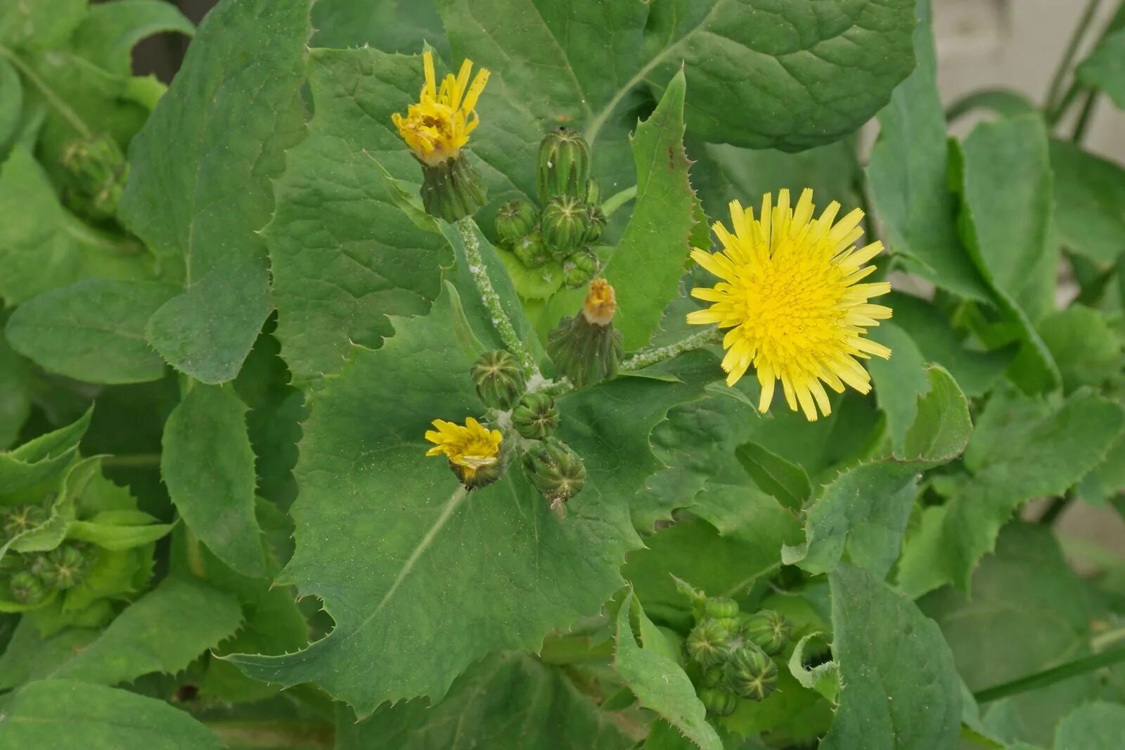 Про сорняки. Осот огородный сорняк. Осот полевой. Осот огородный (Sonchus oleraceus). Осот желтый полевой.