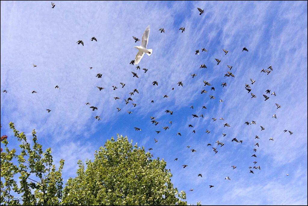 Птица над деревом. Птицы в небе. Стая птиц. Весеннее небо с птицами.