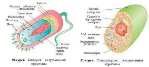 Оксана Сташенконың жалаңаш суреттері