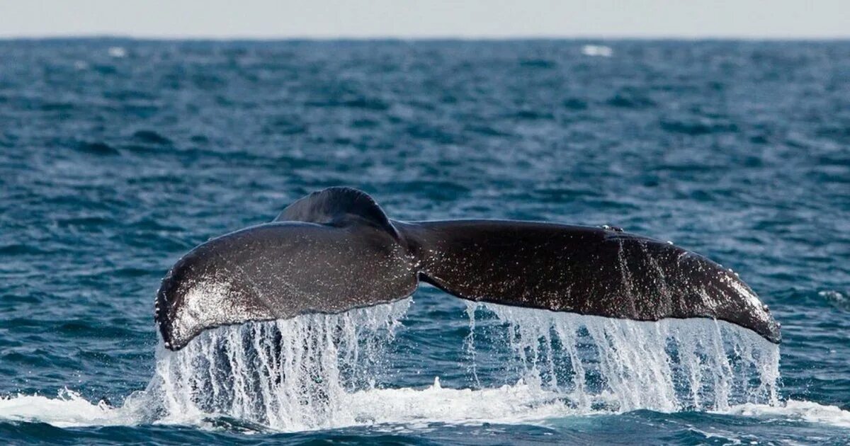 Бравал кит. Желтобрюхий кит. Горбатый кит. Даминикан киты.