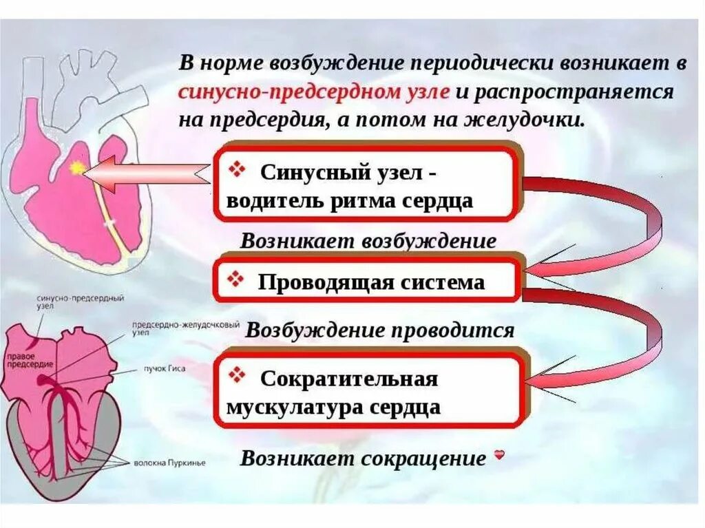 Проводящая система сердца. Проводящая возбуждение система сердца. Проводящая система сердца физиология. Проводящая система сердца схема. Сокращение мышц и работа сердца