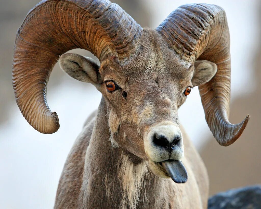 Дикий баран муфлон. Занзибарский муфлон. Кипрский муфлон. Муфлон и архар. Дикий баран муфлон.