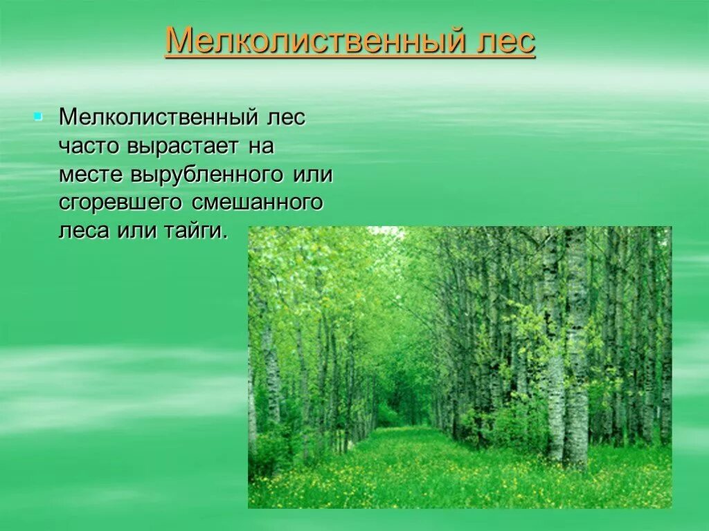 Урок лесная зона. Презентация на тему лес. Мелколиственные леса. Лесная зона. Проект на тему леса.