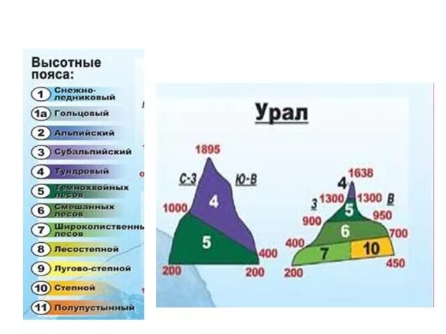 Высотная поясность Урала 8 класс география. Уральские горы Высотная поясность. Схема ВЫСОТНОЙ поясности уральских гор. Высотная поясность уральских гор гор.