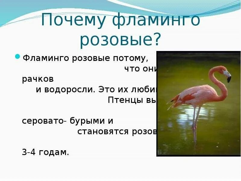 Почему фламинго. Почему фламинго