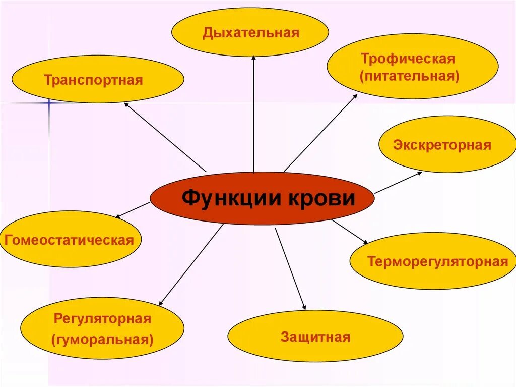 Терморегуляторная функция крови. Функции крови транспортная, защитная и терморегуляторная. Терморегуляторная функция белков. Трофическая питательная функция крови.