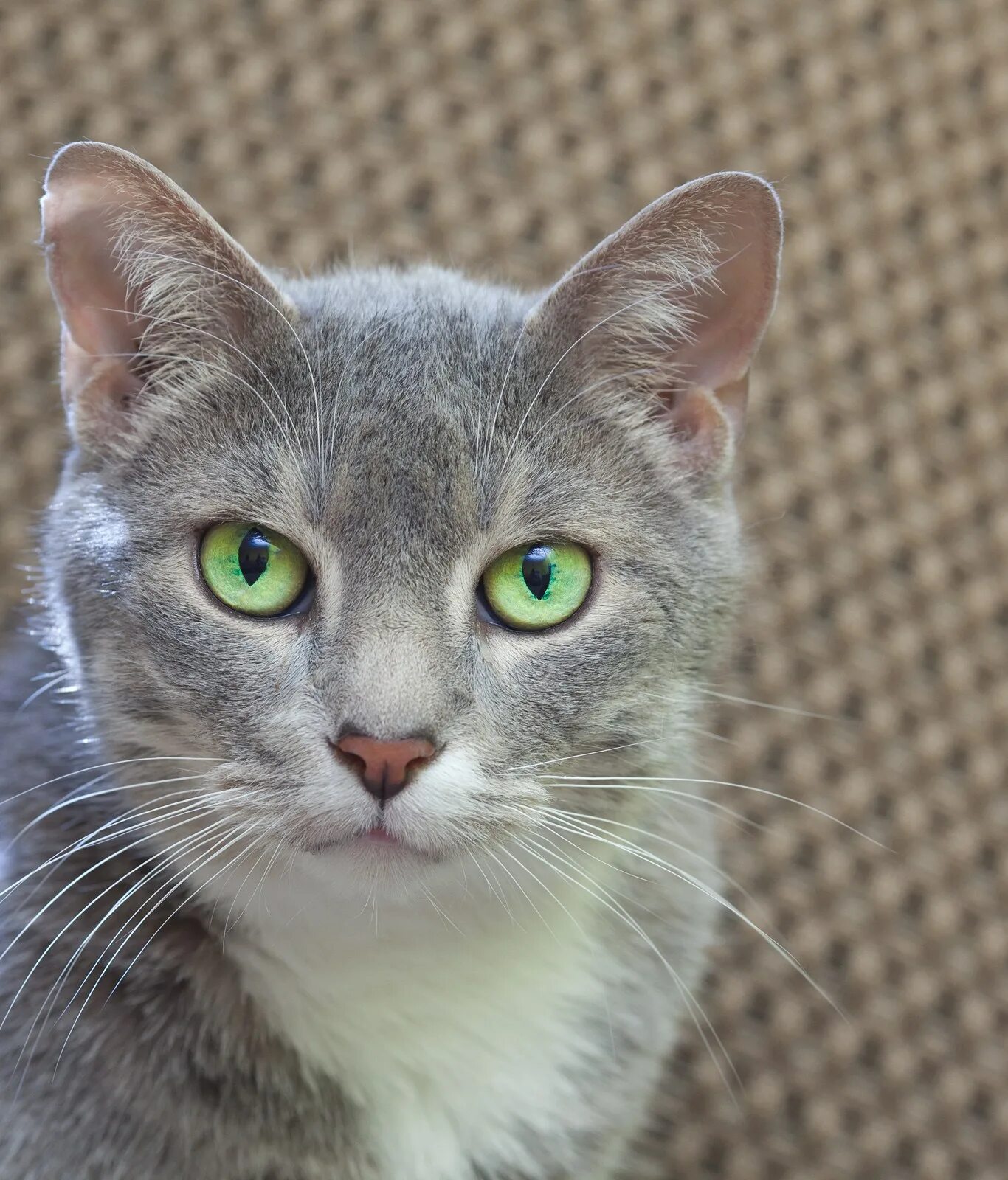 Кошки бело серого окраса. Серо белая кошка порода. Анатолийский кот серый. Серая кошка с зелеными глазами. Серая кошка с зелеными глазами порода.