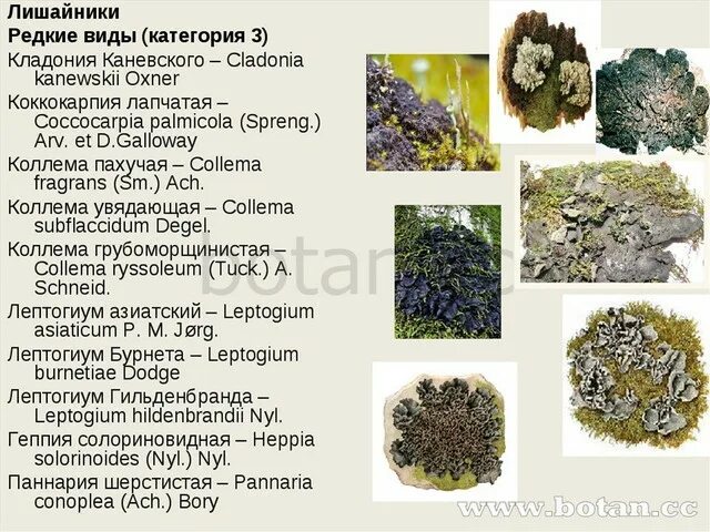 Названия лишайников. Разновидности мхов и лишайников. Название мхов и лишайников. Лишайники Кировской области.