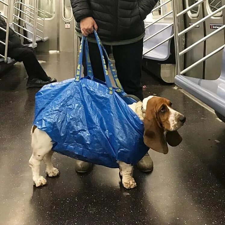 Собаки в метро Нью-Йорка. Собака в метро. Собака в сумке в метро. Собака в клетчатой сумке.