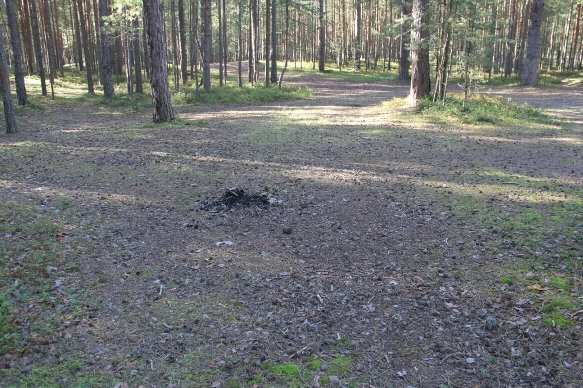 Вытаптывание леса. Поляна в лесу. Песков поляна. Песчаная полянка. Лес песок.