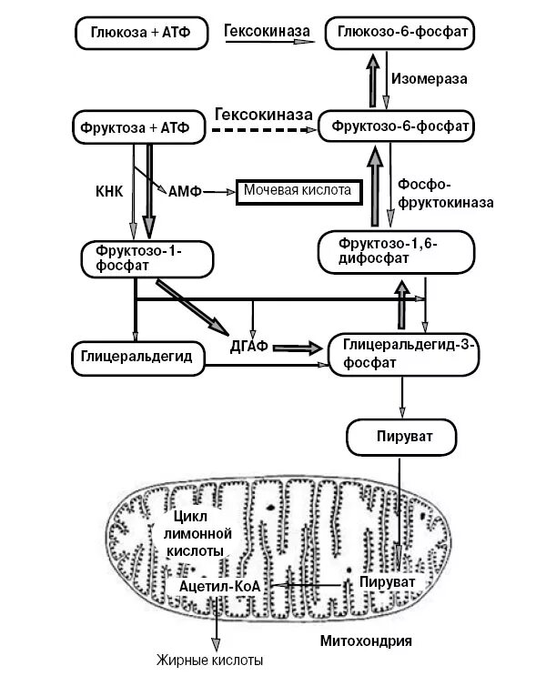 Метаболизм фруктозы схема. Схема метаболизма Глюкозы в печени. Схема метаболизма Глюкозы в печени биохимия. Пути превращения глюкозо-6-фосфата в печени. Нарушения фруктозы