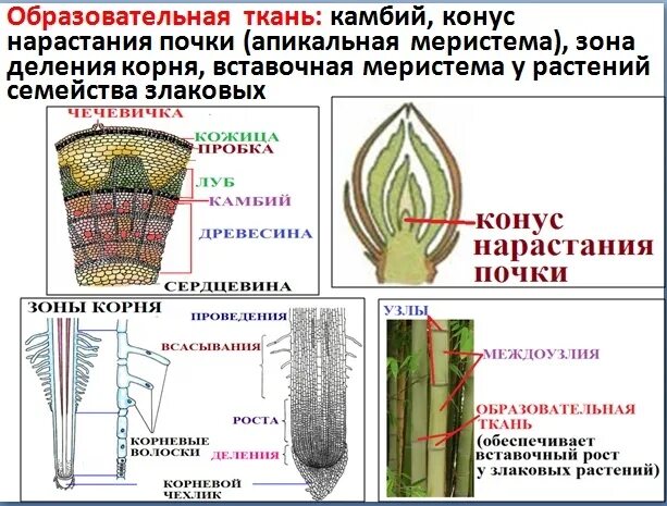 Функция образовательной ткани у растений 6 класс. Меристема ткани растений. Образовательная ткань растений ЕГЭ биология. Образовательная ткань меристема ЕГЭ. Ткани растений схема ЕГЭ.