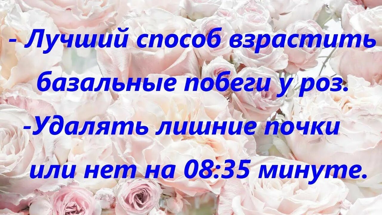 Стимуляции роз. Базальные побеги у роз могут ли быть на расстоянии. Сотри розы Аталик.