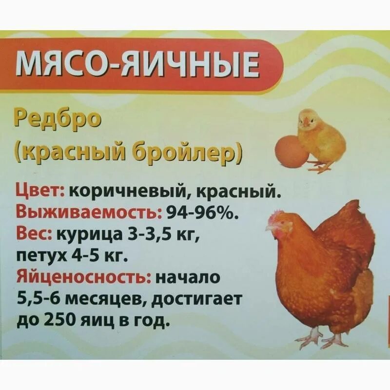 Бройлеры редбро описание отзывы