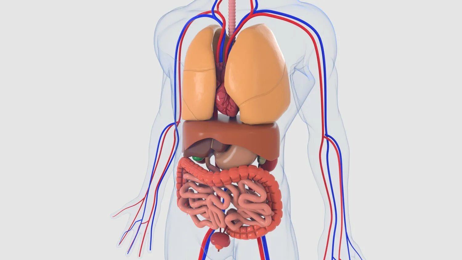 Модель органов человека. Внутренние органы человека 3d. Внутренние органы 3д модель.