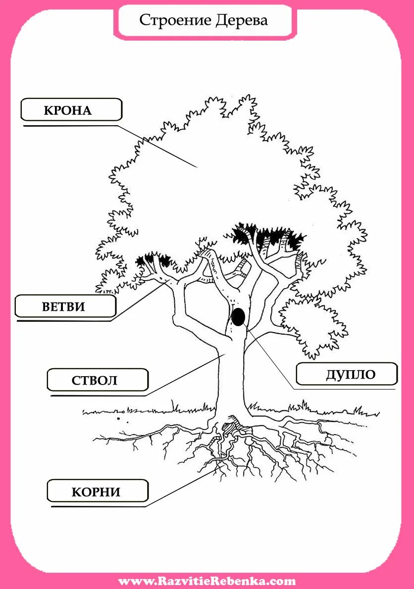 Корень ствол листья