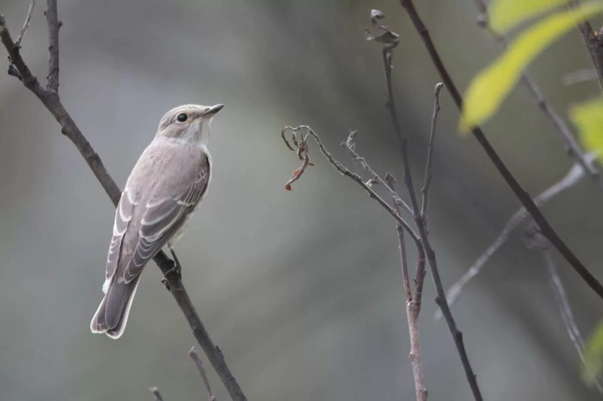 Серая мухоловка (Muscicapa striata). Серая мухоловка птица в Сибири. Мухоловка обыкновенная птица. Маленькая серенькая птичка в Сибири. Включи серая птица