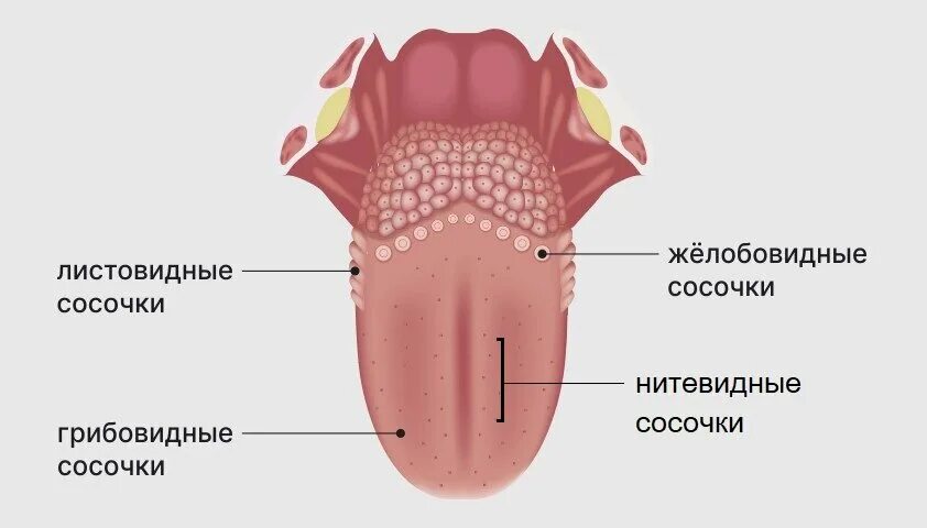 Foot tongue