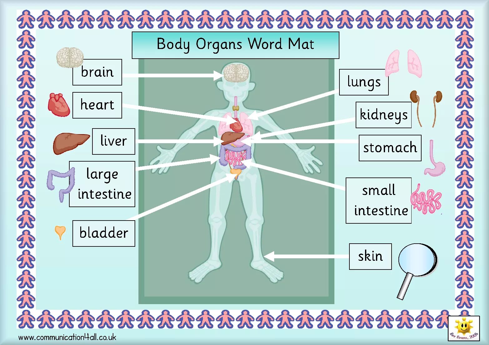 Endocrine glands function. Types of receptors. органы пищеварения. Organs astd. Kidney function.