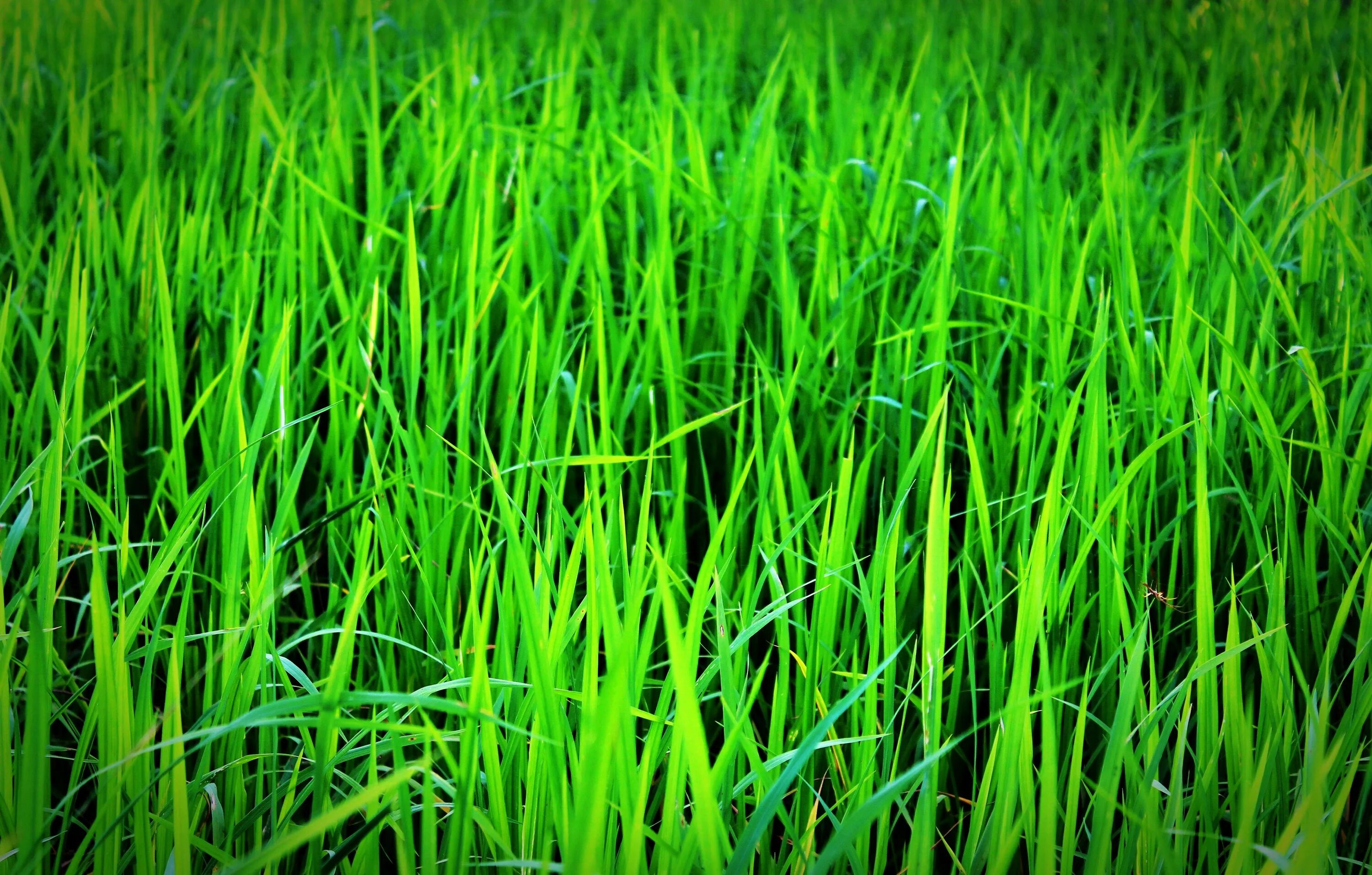 Густая зелень число. Трава. Трава фон. Зеленая травка. Зеленый газон.