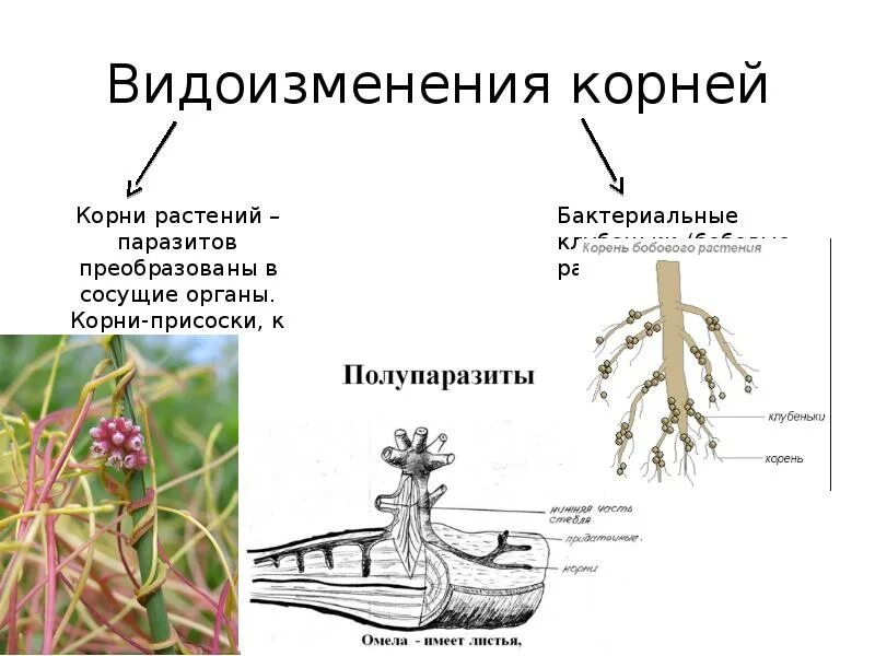 Видоизмененные листья и корни. Видоизменения корня. Метаморфозы корня растений.