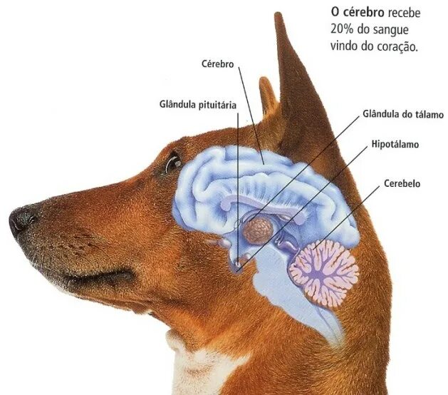 Мозг собаки отделы. Отделы головного мозга собаки. Строение головного мозга собаки анатомия. Продолговатый мозг собаки.