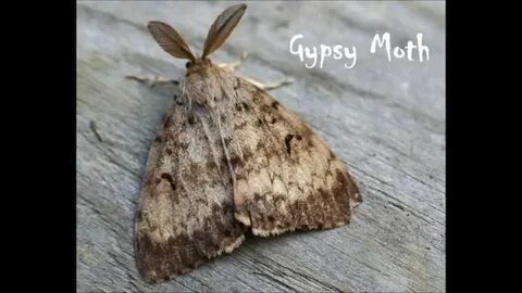 Под молью