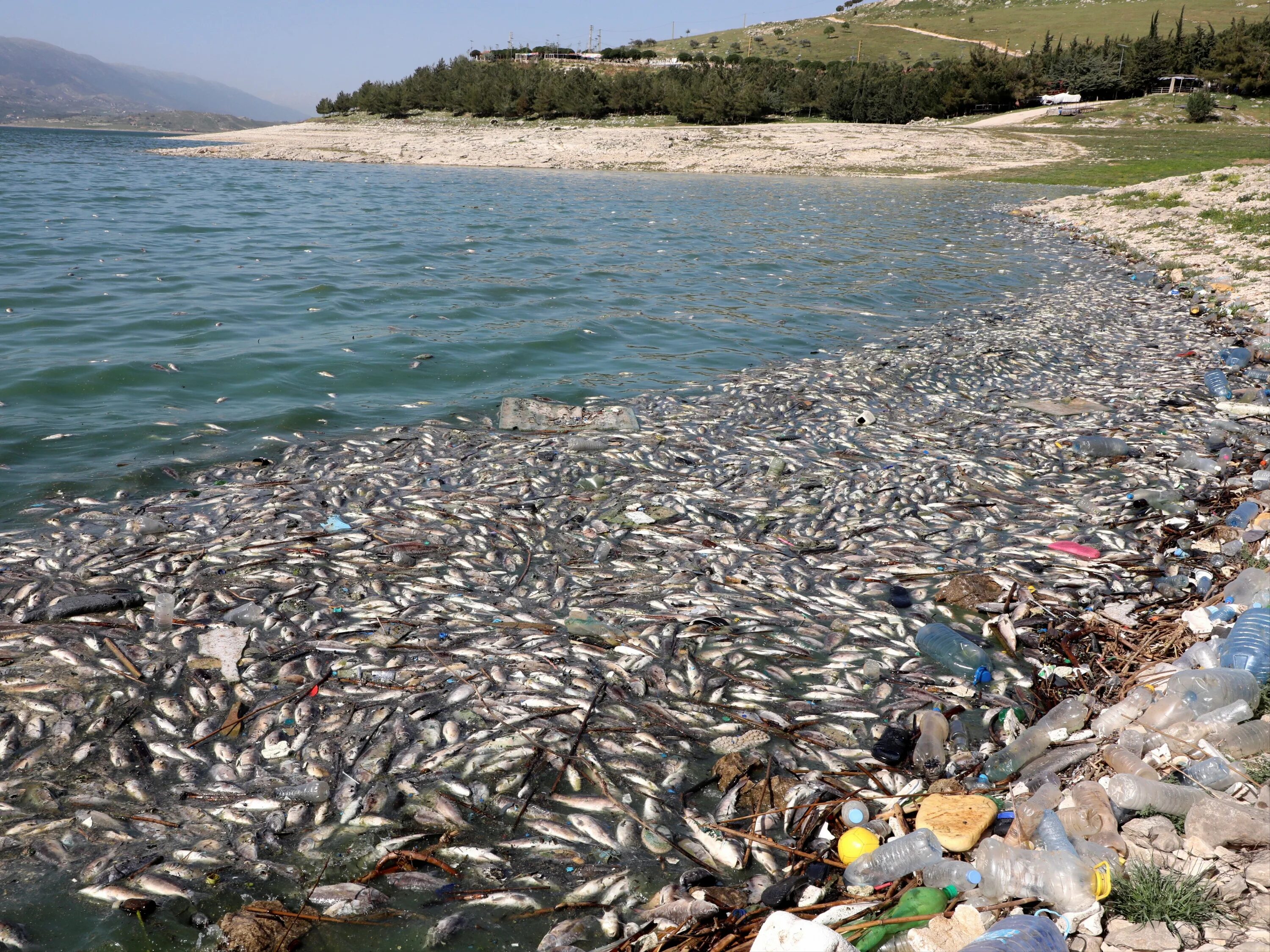 Рыба в грязной воде. Мертвая рыба на берегу. Мертвая рыба на берегу реки. Дохлая рыба на берегу реки. Мёртвые рыбы на берегц.