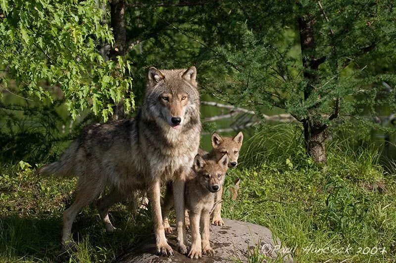 Волчица не позабывшая ребячьих своих забав. Волк, волчица, волчата – Волчье Логово,. Волк волчица и Волчонок. Волчица с двумя волчатами. Волк волчица и аоляата.