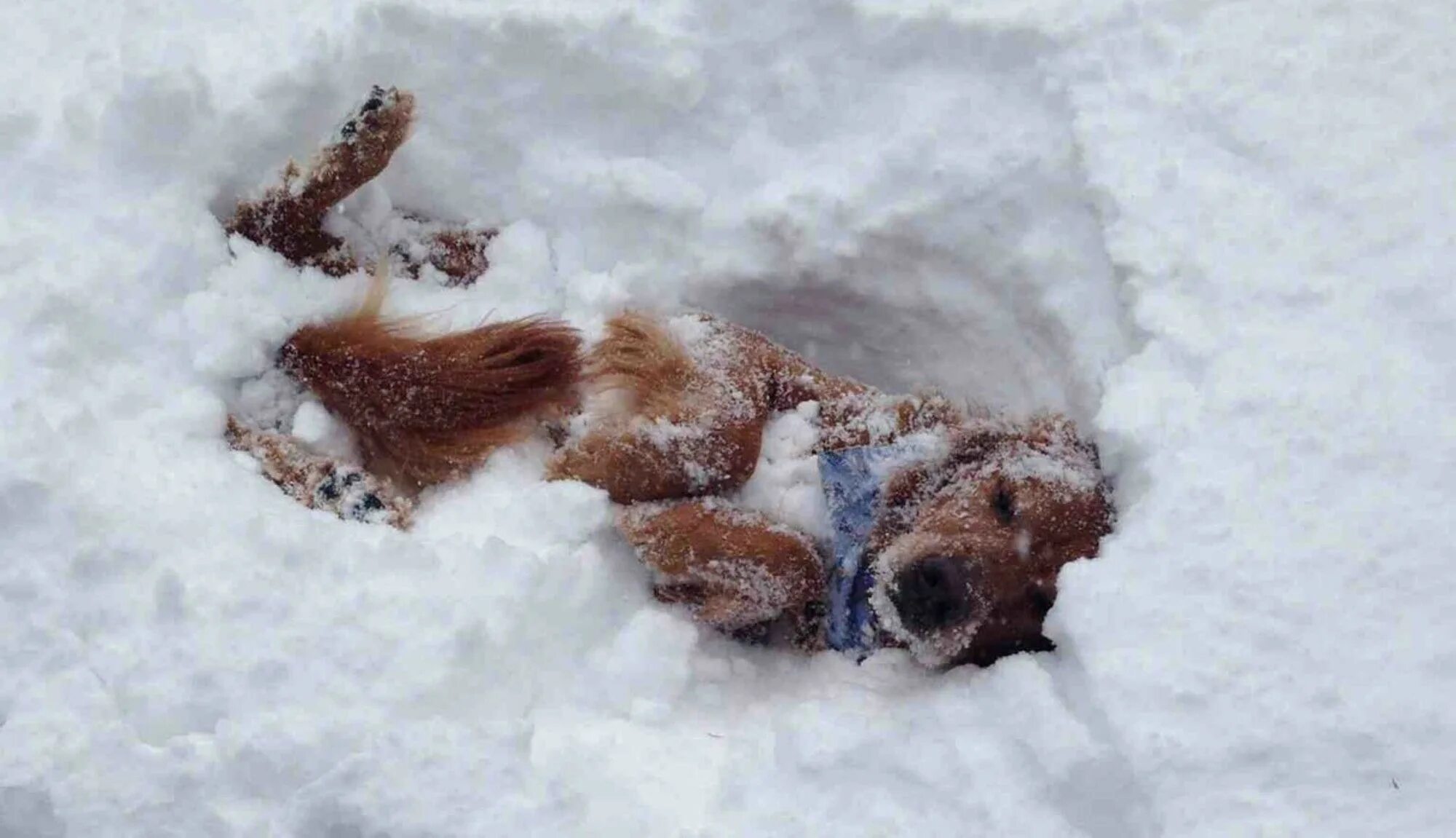 Где прячется мороз. Собака в снегу. Валяться в снегу. Кот валяется в снегу.