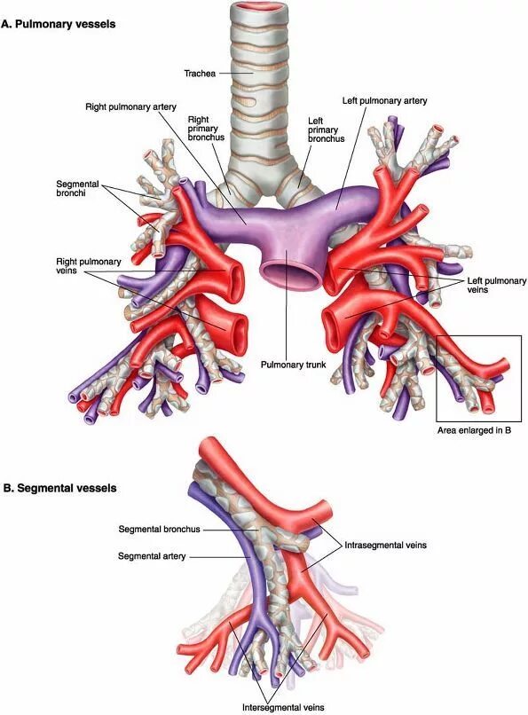 Легкие артерии и вены. Легочные артерии анатомия. Ветви легочной артерии анатомия. Сегментарные ветви легочной артерии. Левая легочная артерия анатомия.
