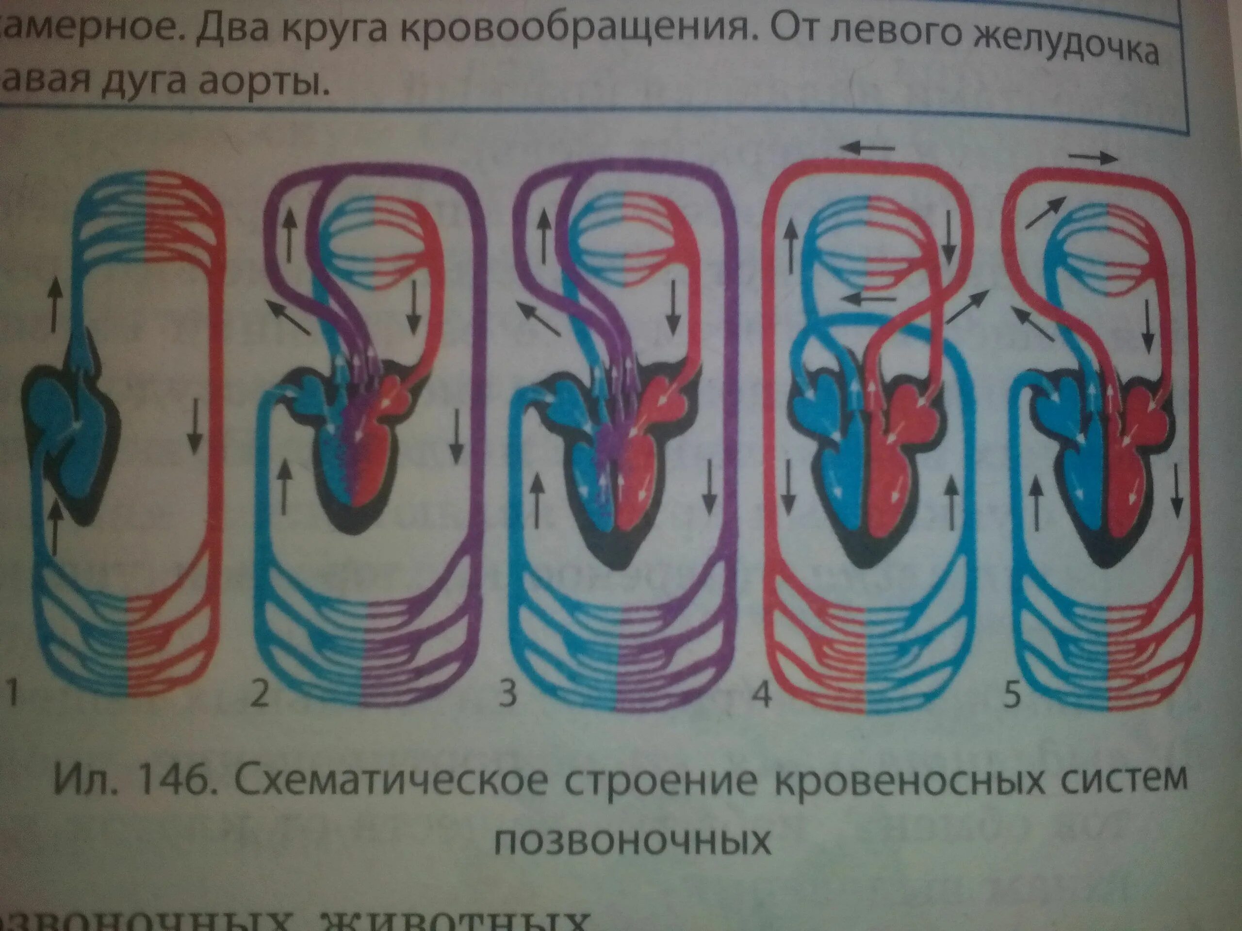 Кровеносные системы позвоночных животных таблица. Схема строения кровеносной системы позвоночных. Эволюция кровеносной системы схема. Эволюция кровеносной системы у животных. Сердце позвоночных животных.