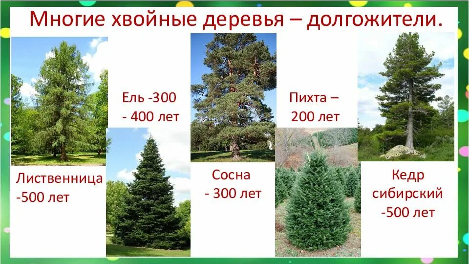 Сколько сантиметров дерево