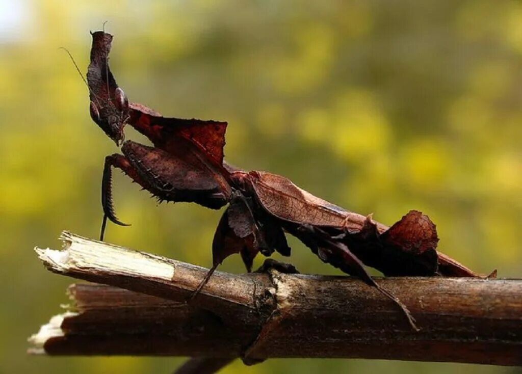 Богомол призрак. Богомол-призрак (Phyllocrania paradoxa). Богомол Deroplatys lobata. Богомолов призрак. Маскировка богомола призрака.