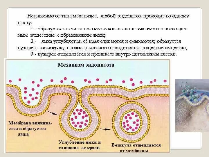 Везикулярный экзоцитоз. Механизм эндоцитоза. Специфический эндоцитоз. Везикулярный транспорт веществ.