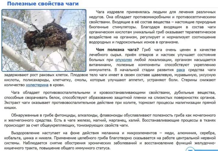 Применение чаги при онкологии. Березовая чага от онкологии. целебное свойство гриба чага. чага полезные свойства при онкологии. чага при онкологии.