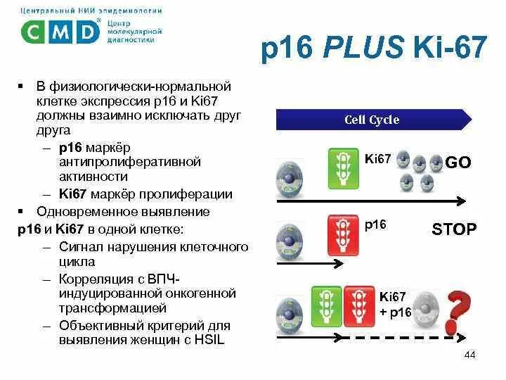 Индекс пролиферативной активности. Маркер пролиферативной активности ki 67 это. Маркеры пролиферации что это. Индекс пролиферации ki 67.